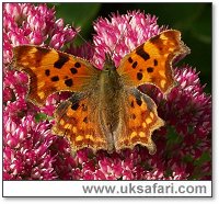 Comma Butterfly - Photo � Copyright 2004 John Smethurst 