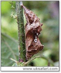 Comma Pupa - Photo � Copyright 2004 Dean Stables