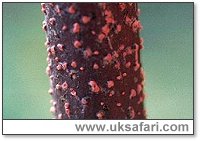 Coral Spot Fungi - Photo � Copyright 2000 Gary Bradley