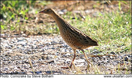 Corncrake - Photo � Copyright 2009 Steve Botham