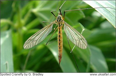 Spotted CRanefly - Photo � Copyright 2008 G. Bradley