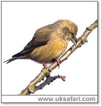 Female Crossbill - Photo � Copyright 2006 Steve Botham: s.botham@ntlworld.com