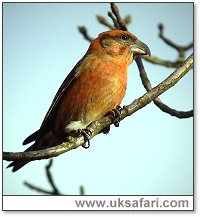 Male Crossbill - Photo � Copyright 2006 Dean Eades