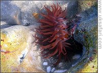 Dahlia Anemone - Photo � Copyright 2007 Sophia Winters