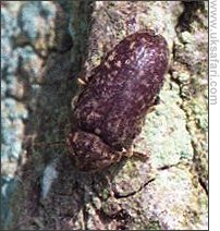 Death-watch Beetle - Photo � Copyright 2001 G. Bradley