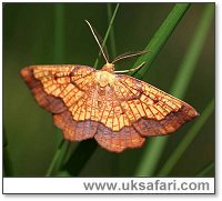 Dark Bordered Beauty - Photo � Copyright 2005 Roger Wasley