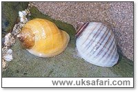 Dog Whelks - Photo � Copyright 2002 Gary Bradley