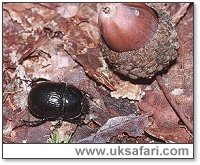 Dor Beetle - Photo � Copyright 2000 Gary Bradley