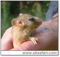 Dormouse - Photo � Copyright 2003 Gary Bradley