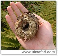Dormouse Nest - Photo � Copyright 2003 Gary Bradley