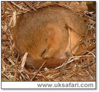 Hibernating Dormouse - Photo � Copyright 2002 Gary Bradley