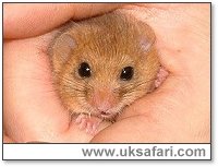 Dormouse Picture - Photo � Copyright 2003 Gary Bradley