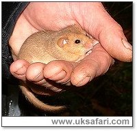 Dormouse Photo - Photo � Copyright 2003 Gary Bradley