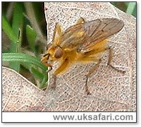 Yellow Dung Fly - Photo � Copyright 2005 Gary Bradley