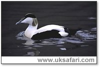 Male Eider Duck - Photo � Copyright 2003 Elliott Neep