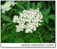 Elder tree flowers - Photo � Copyright 2006 G. Bradley