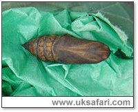 Elephant Hawk-Moth Pupa - Photo � Copyright 2005 Nick Patel