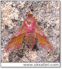 Small Elephant Hawk-Moth - Photo � Copyright 2004 Steve Botham
