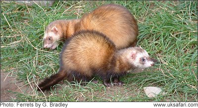 Ferrets - Photo � Copyright 2008 G. Bradley
