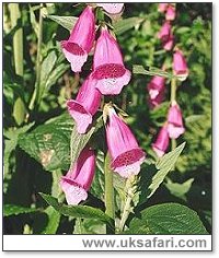 Foxgloves - Photo � Copyright 1998 Gary Bradley