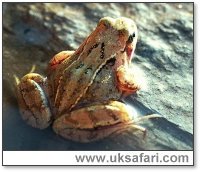 Back of a Frog - Photo � Copyright 2000 Gary Bradley