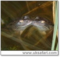 Frog Kiss - Photo � Copyright 2005 Gill French