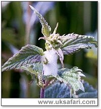 Cuckoo Spit - Photo � Copyright 2001 Gary Bradley