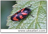 Froghopper - Photo � Copyright 2003 Gary Bradley