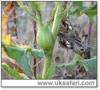 Thistle Gall - Photo � Copyright 2005 G. Bradley