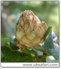 Artichoke Gall - Photo � Copyright 2004 G. Bradley