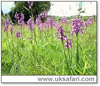 Green-Winged Orchids - Photo � Copyright 2003 Gary Bradley