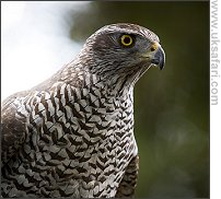 Goshawk - Photo � Copyright 2007 Mark Simms
