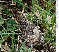 Grayling - Photo � Copyright 2007 John Reynold