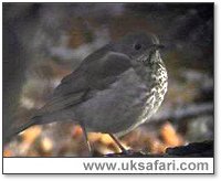 Photo � Copyright 2005 Steve Botham: s.botham@ntlworld.com