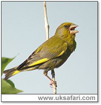Male Greenfinch - Photo � Copyright 2006 Steve Botham: s.botham@ntlworld.com