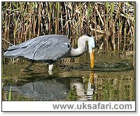 Heron Fishing - Photo � Copyright 2005 Kelvin Dean