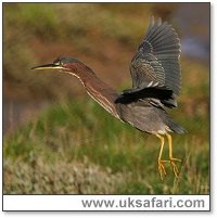 Photo � Copyright 2005 Dean Eades