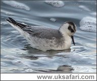 Photo � Copyright 2005 Steve Botham: s.botham@ntlworld.com
