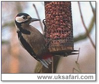 Great Spotted Woodpecker on Feeder - Photo � Copyright 2000 Gary Bradley