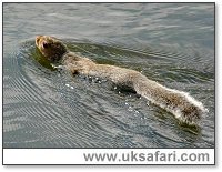 Swimming Squirrel - Photo � Copyright 2004 Bob Ball