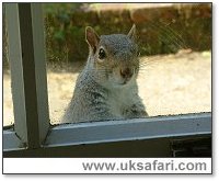 Grey Squirrel - Photo � Copyright 2005 Gary Bradley