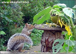 Photo � Copyright 2005 Mike Lucie