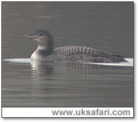 Great Northern Diver - Photo � Copyright 2005 Steve Botham