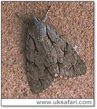 Grey Dagger Moth - Photo � Copyright 2000 Gary Bradley