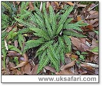 Hard Fern - Photo � Copyright 2002 Gary Bradley