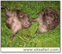 Hedgehogs Self-Anointing - Photo � Copyright 2002 - Janis Dean - Fylde Hedgehog Rescue