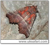 Herald Moth - Photo � Copyright 2001 Gary Bradley