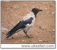 Hooded Crow - Photo � Copyright 2006 Steve Botham: s.botham@ntlworld.com