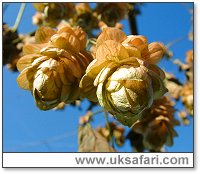 Hops - Photo � Copyright 2003 Gary Bradley