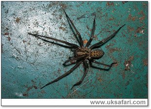 Tegenaria gigantea - Photo � Copyright 2006 Tom Sheppard